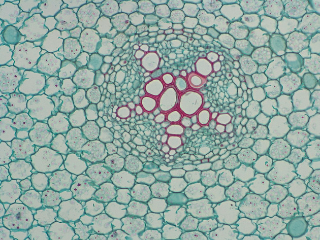 Ranunulus Root CS Slides - Ranunulus Root CS 01 200X